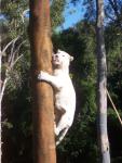 White Tigers Can Jump, so there :P