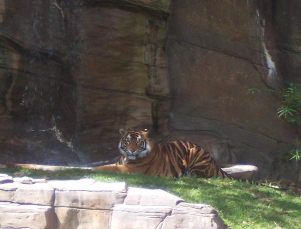 Kato again, he's the youngest tiger on the island at the moment (he's two) =)