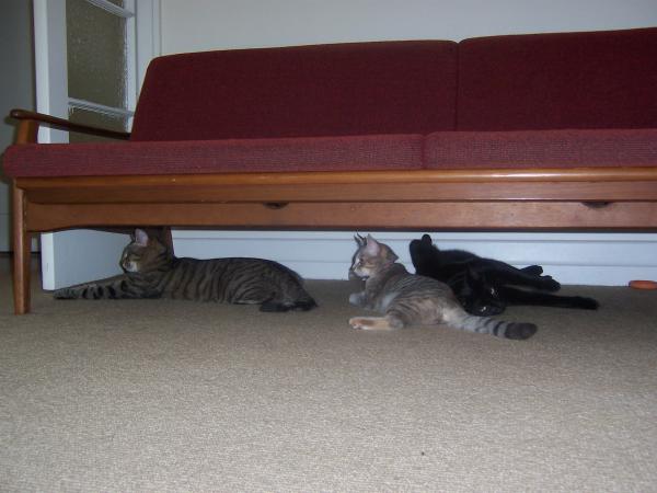 All the kitties chillin' under the couch
Neo is sprawling on his back